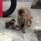 ②	母親と子猿