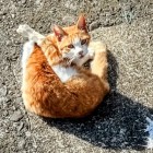 ⑩	私の前にきて変な格好をする猫
