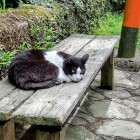 ⑧	六角井の前で寝ていた猫