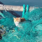 ⑨	漁師網の間から私を気にしている猫