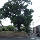 龍源院のお葉つきイチョウ