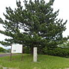 羽衣の松