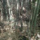 大崎城の空堀2