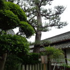 ⑧二代目の松
