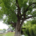 ⑩松尾寺のくす