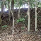②本丸の城塁