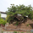土塁跡