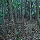 ④郭