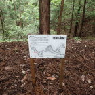 縄張図