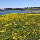 ヲンネモトチャシ平坦地