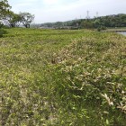 平坦地
