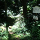 水の手、岩があるのだがシダ植物が多く分からない
