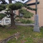 二代目ときわの松