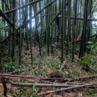 土塁？