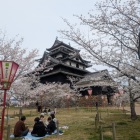 お花見中