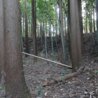 主郭南東の土塁