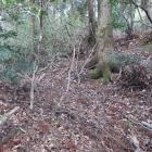 野上八幡山本陣・副郭西側の堀切