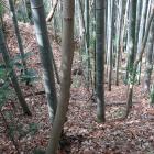 主郭北面の竪堀状地形？