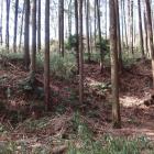 主郭西側。西辺は山頂尾根を土塁に見立てる