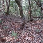 北田原城・南曲輪南西部の虎口