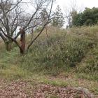 大宮交通公園御土居。手前の窪みは堀の名残？