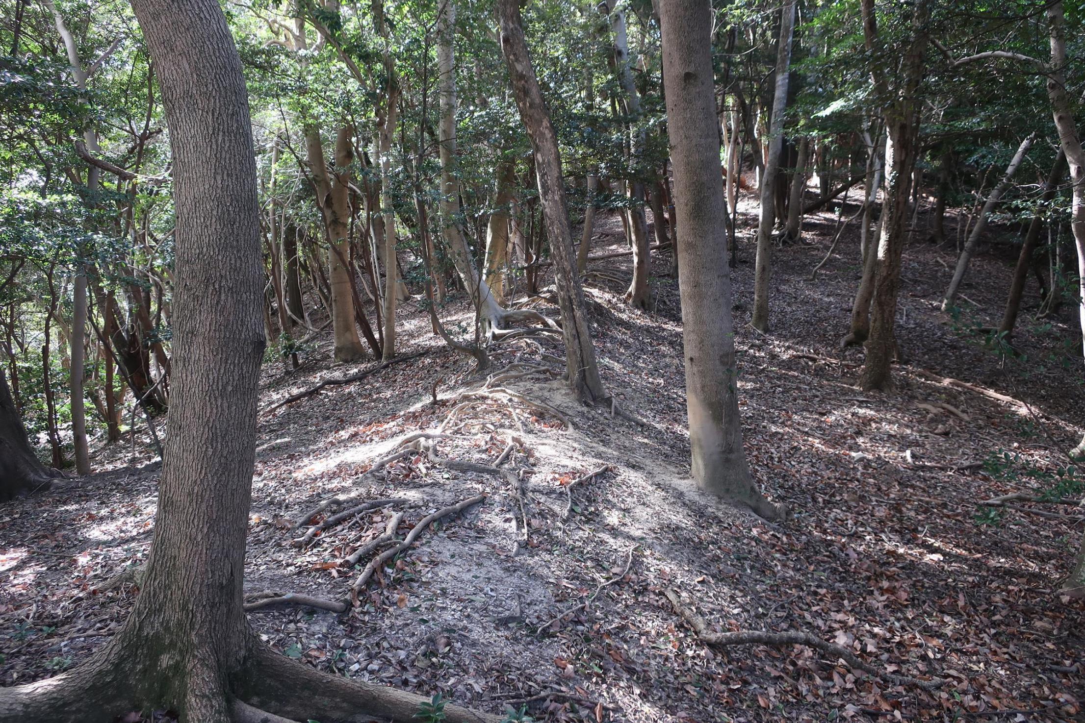 尾根上の境界土塁