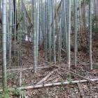 二の丸の土塁と虎口