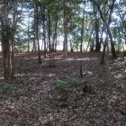 南辺の土塁…遠目にはよくわからず