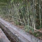 北辺の二重横堀（外側）…の名残の水路