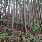 東側より主郭を眺望