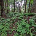 本丸手前の土塁