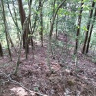 尾根道を上から