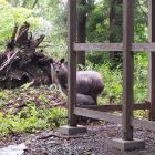 ニホンカモシカ親子