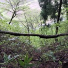 竪空堀は竪堀になって落ちる