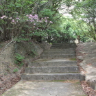 西の丸手前階段にミツバツツジが咲いていた