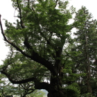 帯曲輪下の江戸ヒガン桜樹齢４５０年