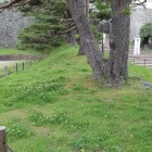 大手道登土塁