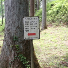 同左江戸ヒガン桜の説明板