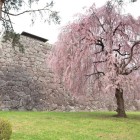 腰曲輪西側の石垣としだれ桜