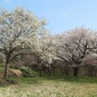 検校館のこぶしと桜
