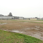 田んぼアート地
