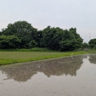 水田の中の土塁