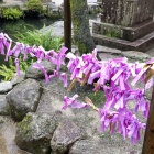 ④	おみくじも紫陽花色です（笑）
