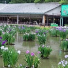 ②	うぐいす茶屋の花菖蒲