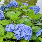 ⑥	紫陽花