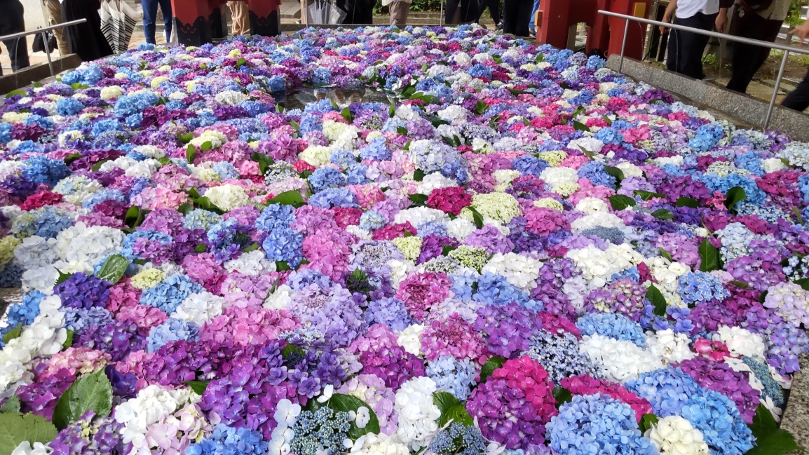 ①	「花手水」の紫陽花
