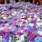 ①	「花手水」の紫陽花
