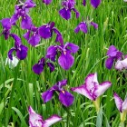 ③	花菖蒲
