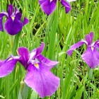 ④	花菖蒲