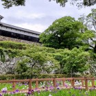 ②	花菖蒲園と南丸多門櫓